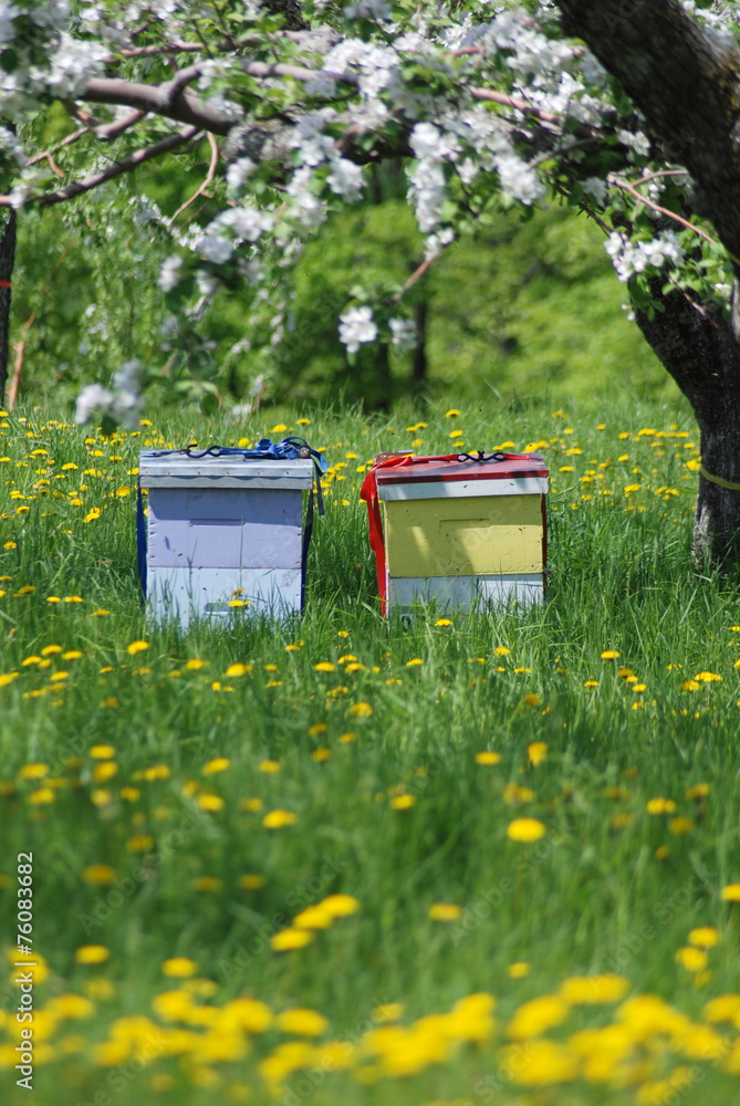 Beehives with Apple Trees and Dandelions Vertical - obrazy, fototapety, plakaty 