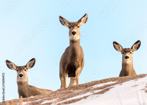 Trio of Mule Deer Does on a Snow-Covered Hill photo