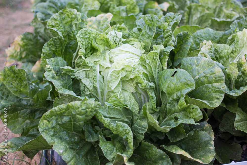 Cabbage background Cabbage background