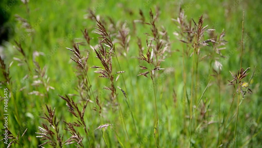 Grain - grasses blowing in wind in meadow, HD video Grain - grasses blowing in wind in meadow, HD video