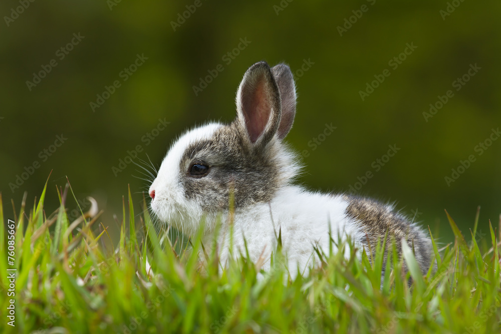 Obraz premium Baby rabbit in grass