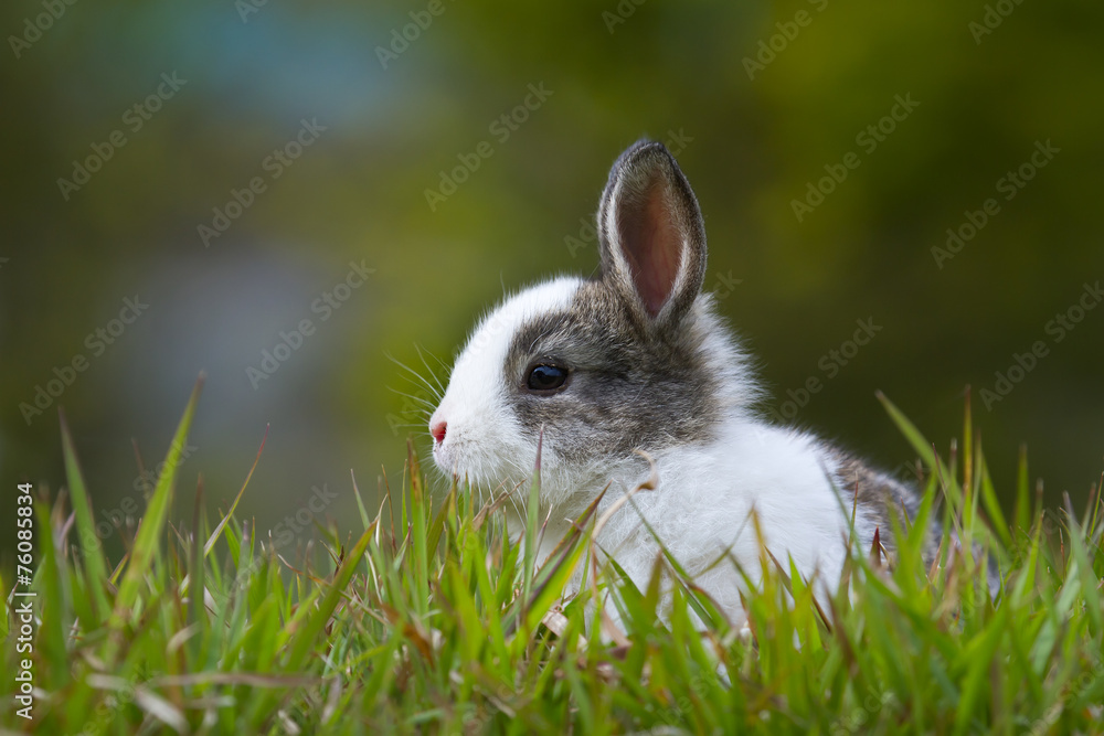 Naklejka premium Baby rabbit in grass