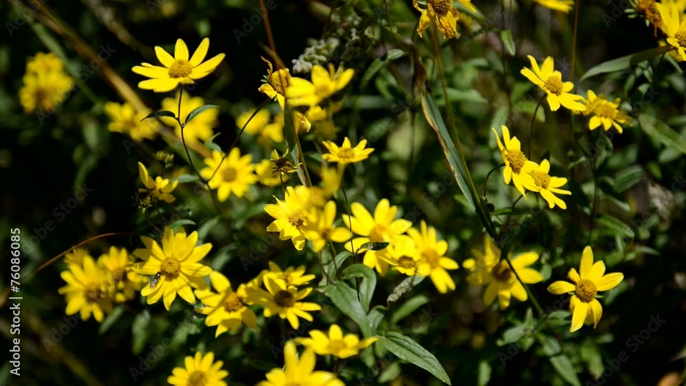 Yellow wildflowers moving in breeze, HD video Yellow wildflowers moving in breeze, HD video