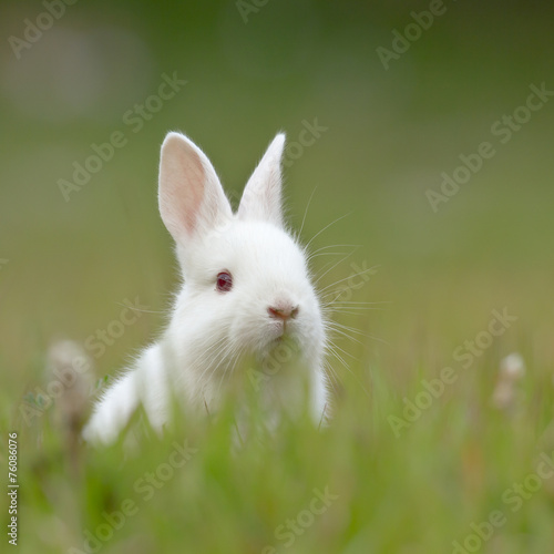 White baby rabbit in grass