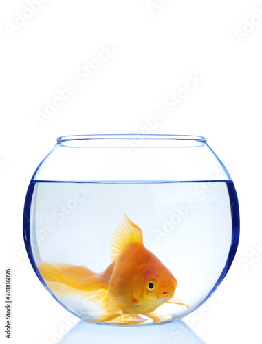 Goldfish in aquarium isolated on white
