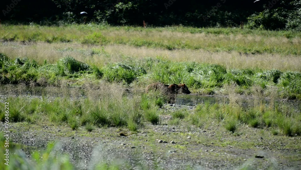 Grizzly Bears / Brown bears eating migrating salmon, Alaska Grizzly Bears / Brown bears eating migrating salmon, Alaska