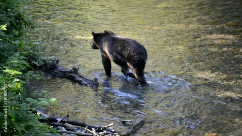 Grizzly Bears / Brown bears eating migrating salmon, Alaska