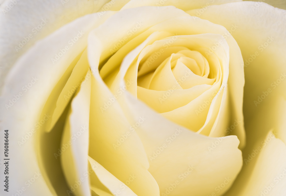 rose rose