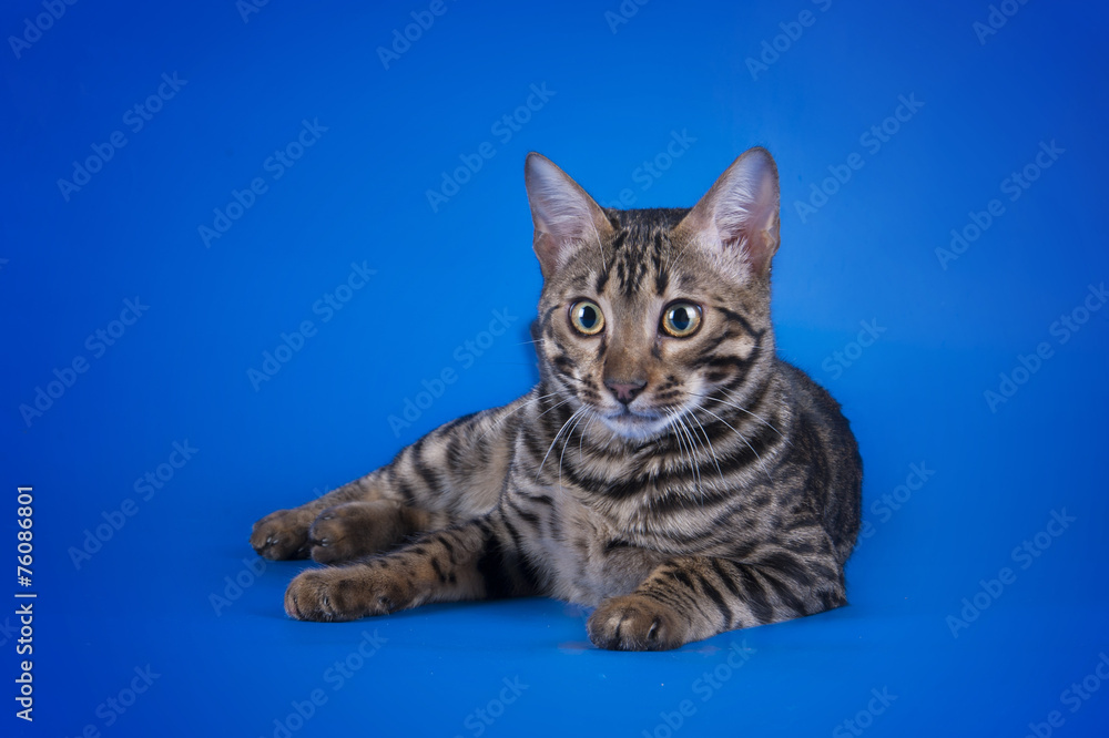 Fototapeta premium savannah cat on a blue background isolated