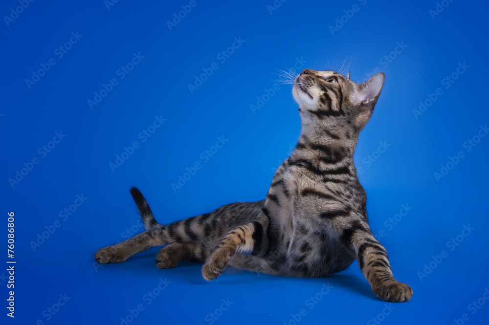 savannah cat on a blue background isolated savannah cat on a blue background isolated