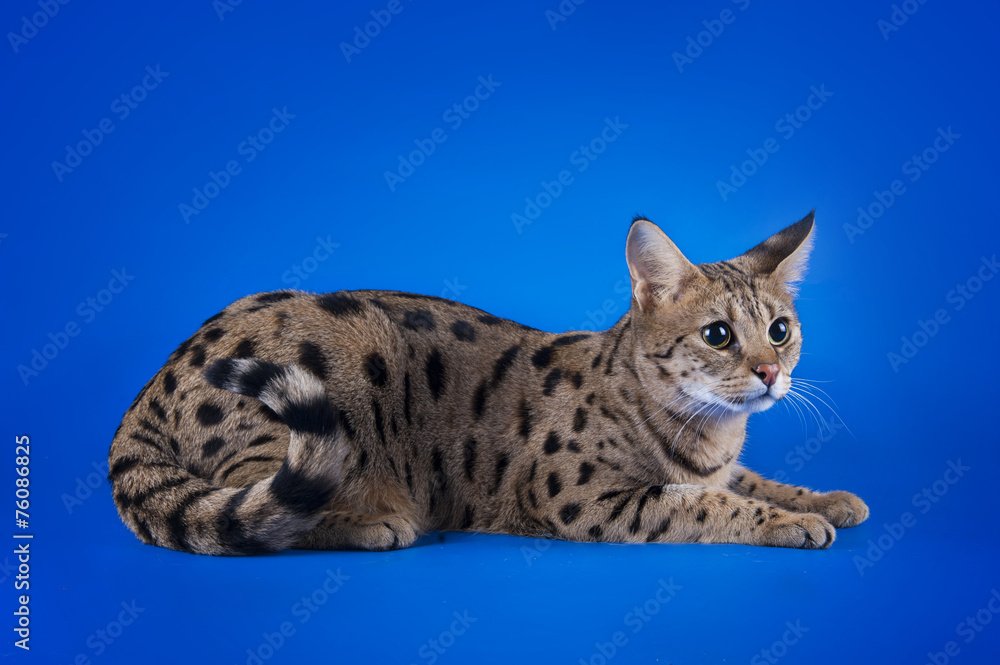 savannah cat on a blue background isolated savannah cat on a blue background isolated