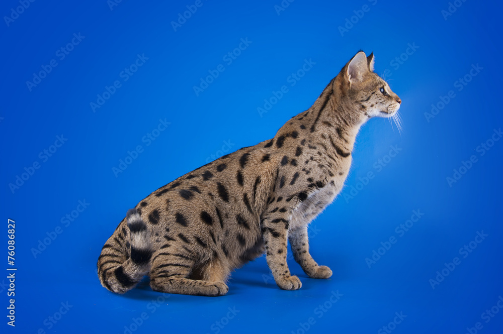 savannah cat on a blue background isolated savannah cat on a blue background isolated