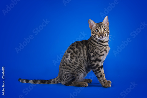 savannah cat on a blue background isolated © Светлана Валуйская