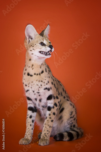 serval cat isolated on orange background