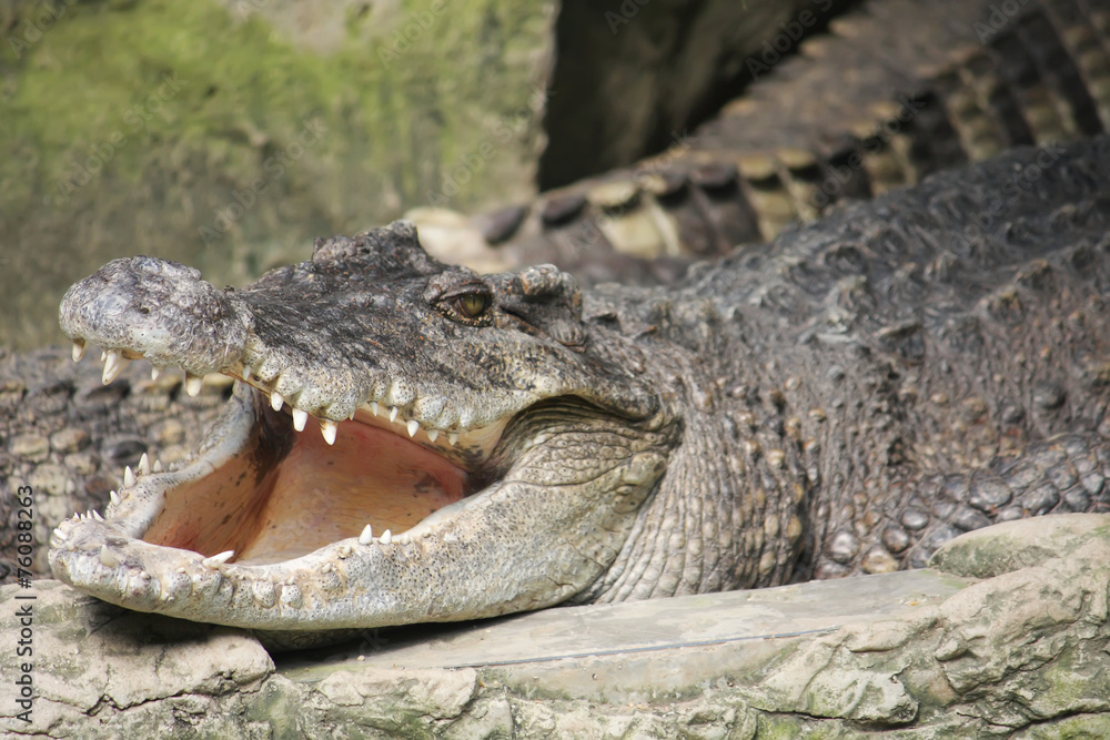 Obraz premium Krokodyl sen