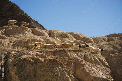 Goats on the Rock at Moon Land Lamayuru Ladakh ,India