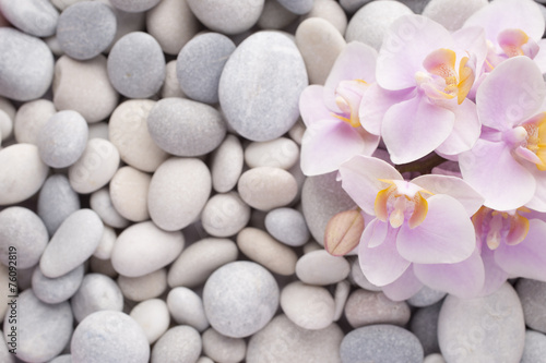 Fototapeta Naklejka Na Ścianę i Meble -  Orchid.