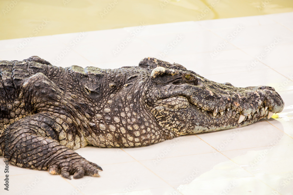 Fototapeta premium Crocodile farm in Phuket, Thailand. Dangerous alligator