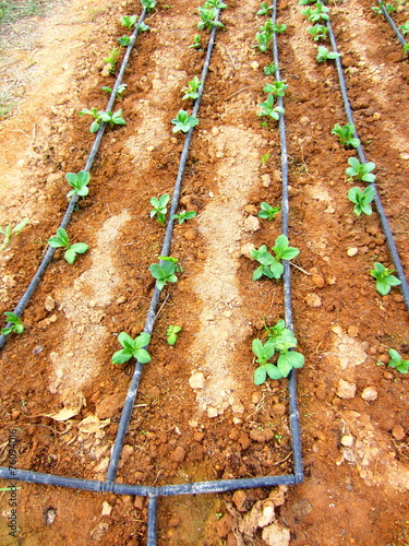 broad bean seedlings and drip irrigation