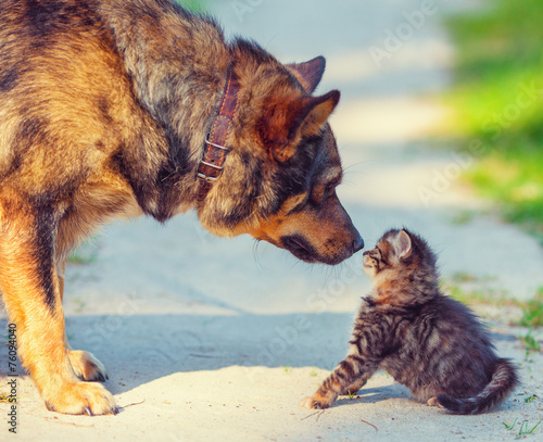 Big dog and little stray kitten meeting outdoors