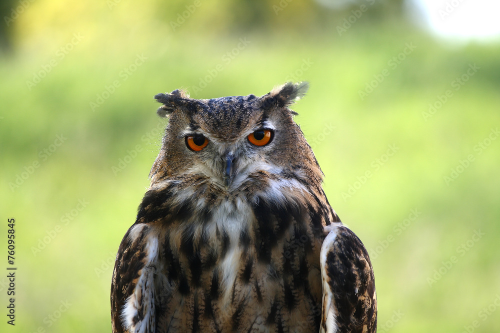 Great-Horned Owl Great-Horned Owl