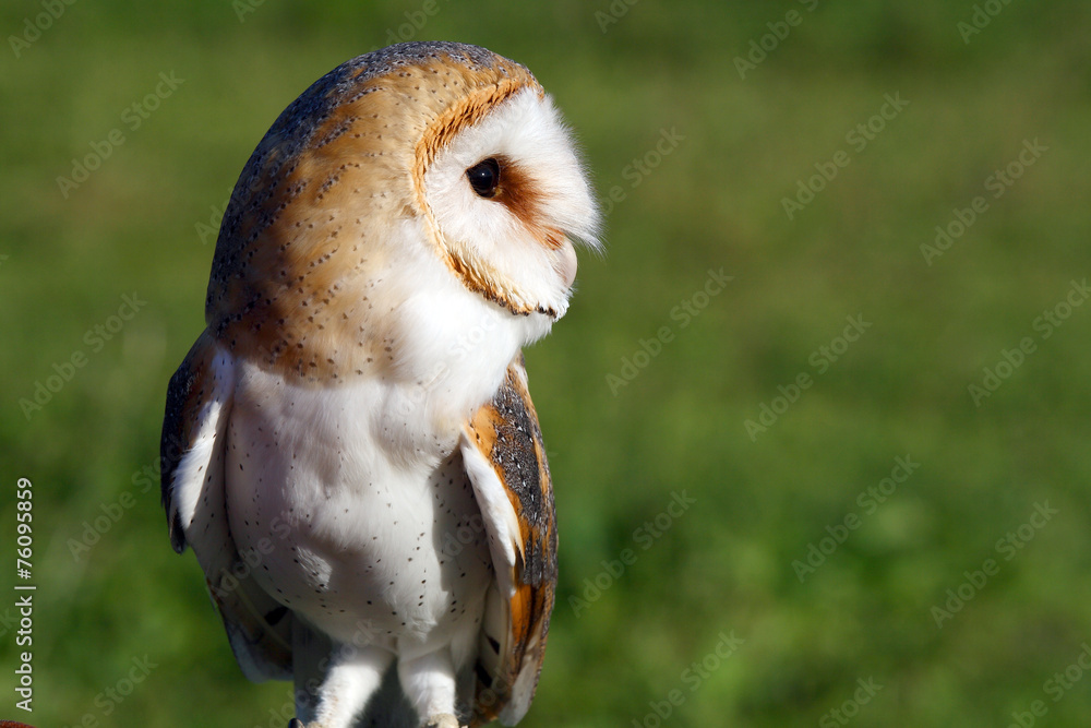 Obraz premium Portrait of a barn owl