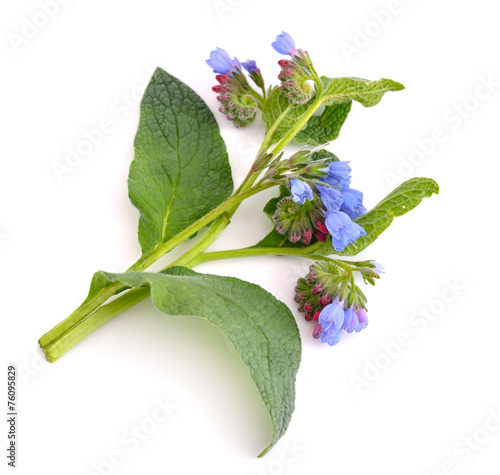Symphytum (comfrey)