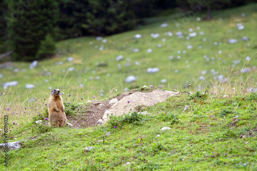 Marmot looking curiously
