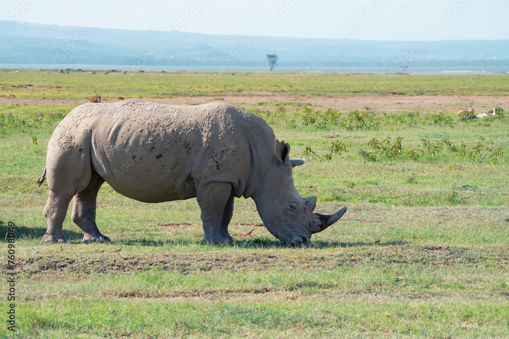 Obraz premium White rhinoceros ( Ceratotherium simum)