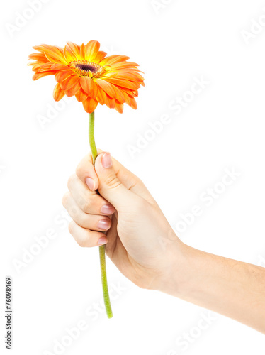 hand with a flower isolated on white