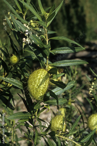 Asclepias fructicosa, Asclépiade photo