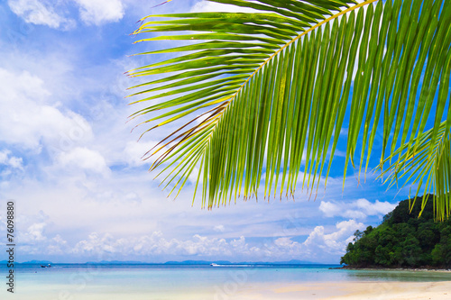 Palms Overhanging Under Trees