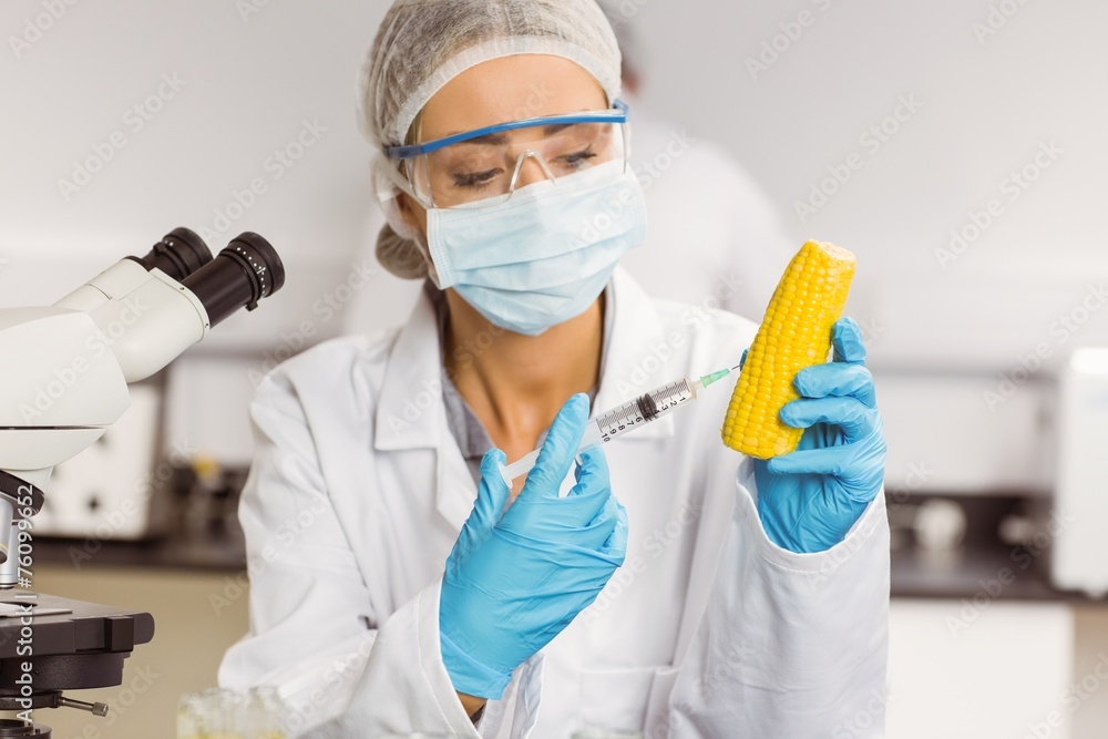 Food scientist injecting a corn cob Food scientist injecting a corn cob