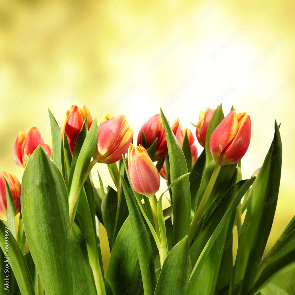 flowers flowers