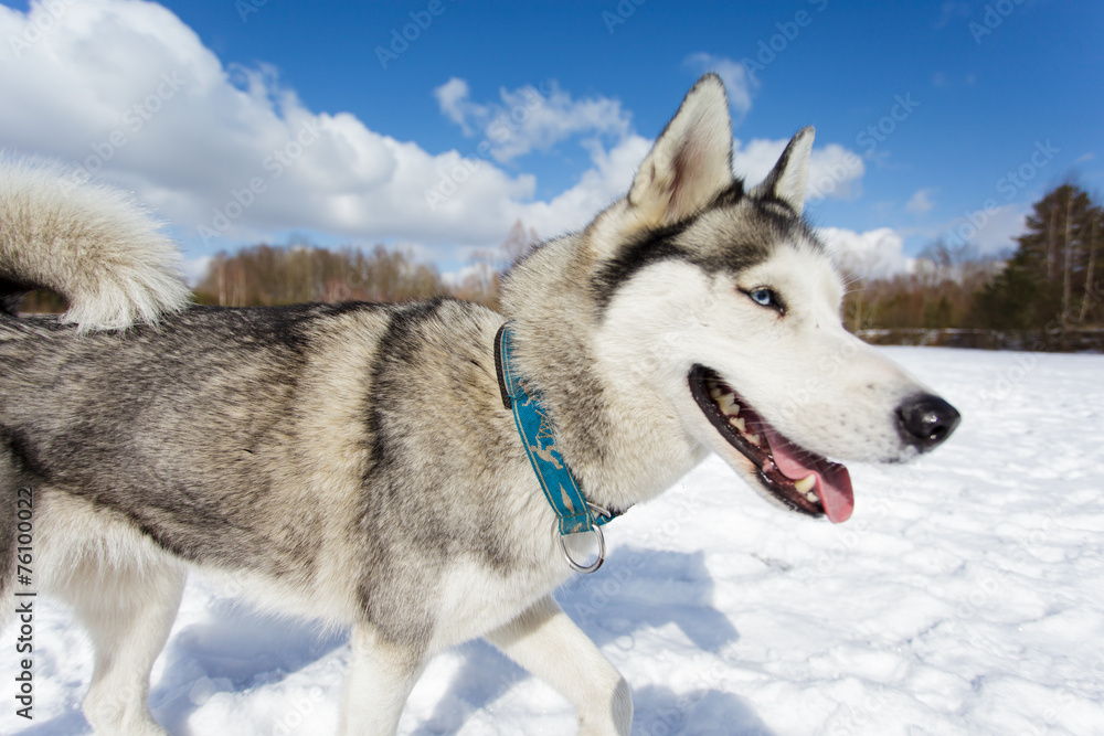 Portrait of husky Portrait of husky