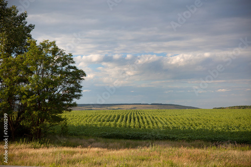 Green fields