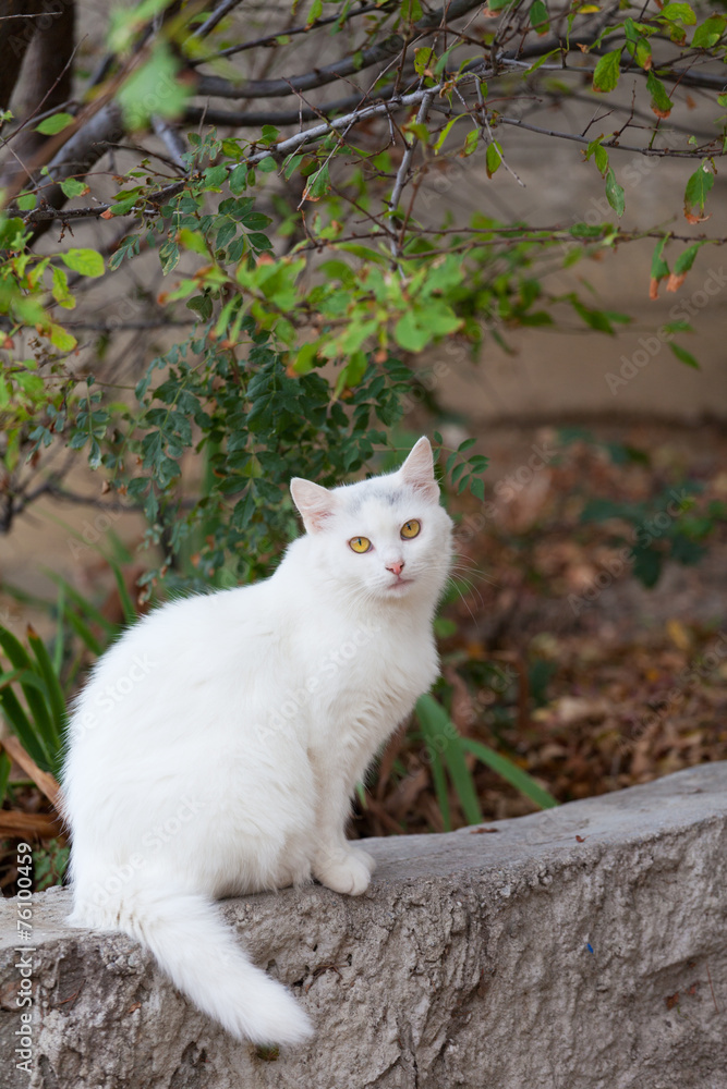 White fluffy cat sits on a stone fence White fluffy cat sits on a stone fence