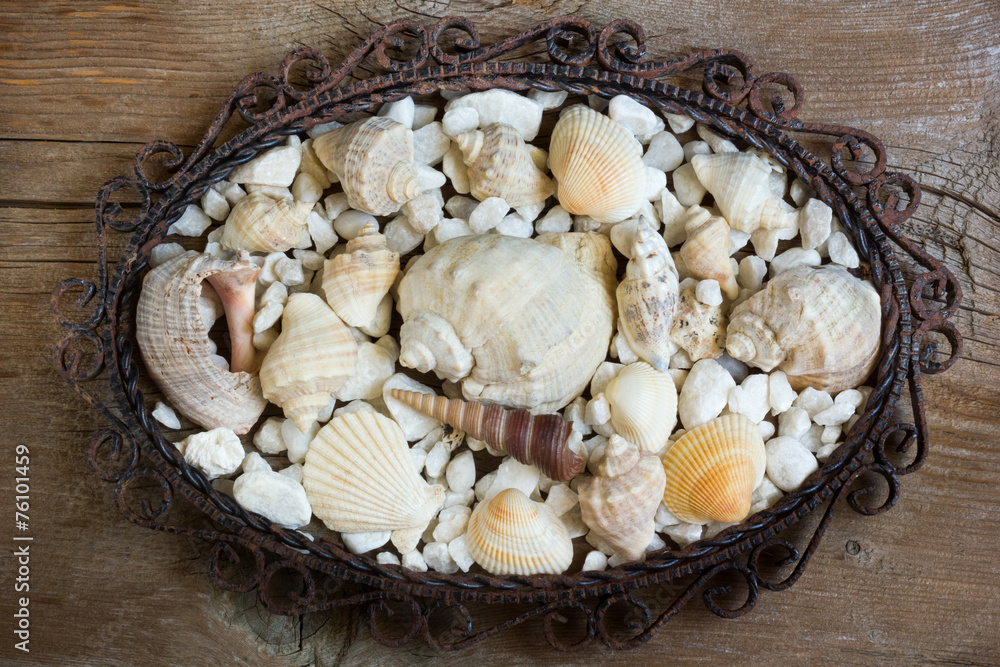 Fototapeta premium Sea shells