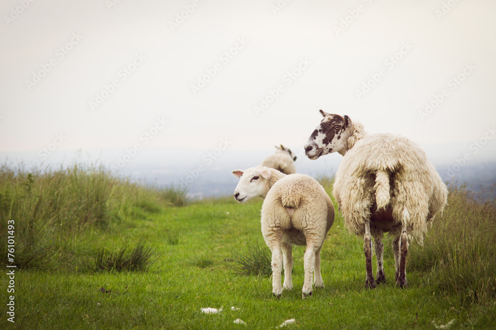 Naklejka premium Sheeps in farmland England UK