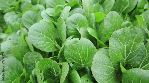 Green choy sum in growth at vegetable garden photo