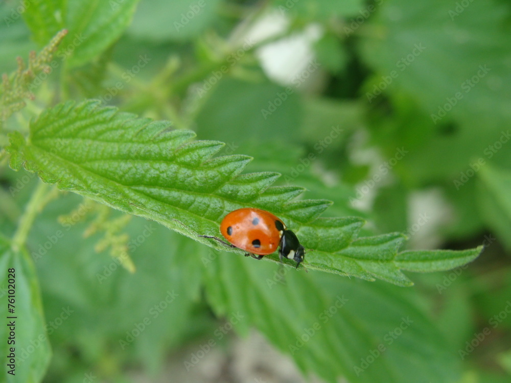 Obraz premium Glückskäfer