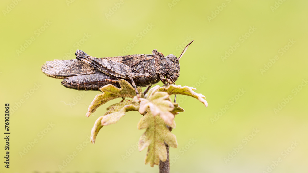 Naklejka premium Grasshopper