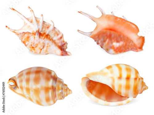Set of Seashell, isolated on white. Vector illustration