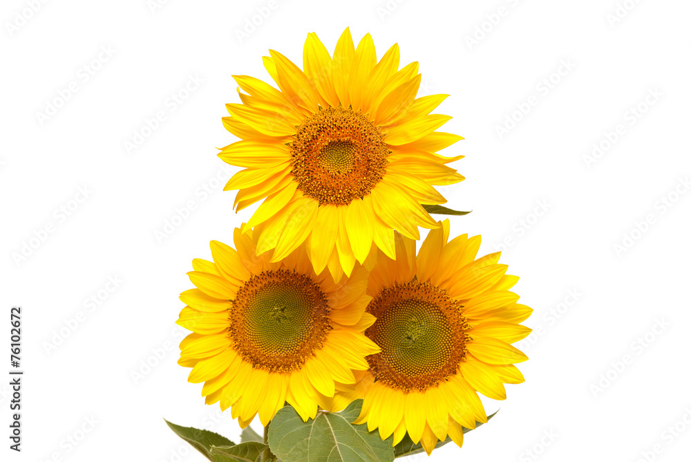 Obraz premium Bouquet of sunflowers