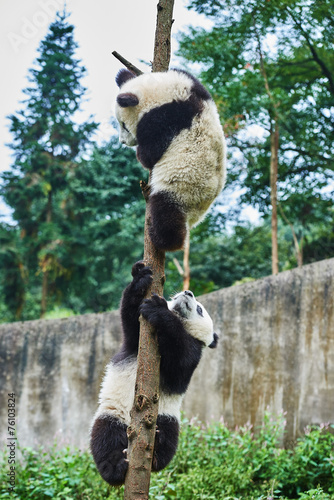 Fototapeta Naklejka Na Ścianę i Meble -  two Panda bears cubs playing Sichuan China