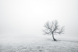 bare lonely tree in black and white