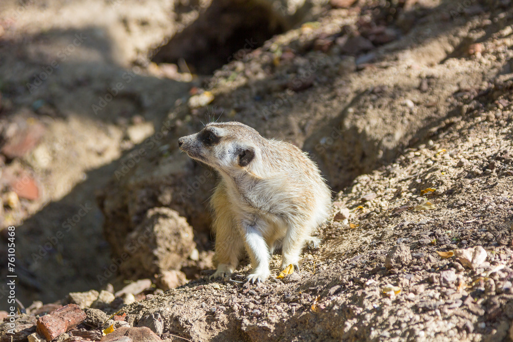 Fototapeta premium Meerkat (Suricata suricatta)