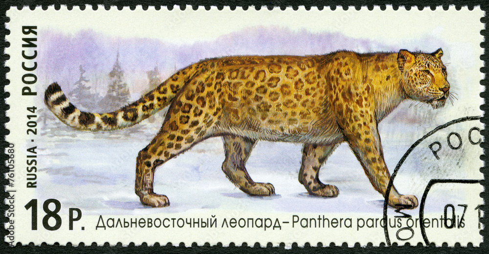 Naklejka premium RUSSIA - 2014: shows Amur leopard, series 