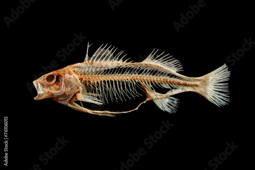 Photography Fish skeleton isolated on black background
