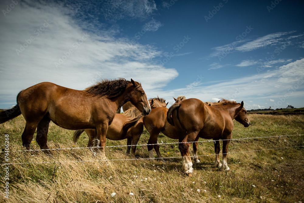 Horses on the Pasture Horses on the Pasture